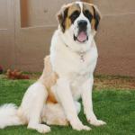 1629121825 729 Saint Bernard