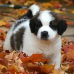 1629121825 75 Saint Bernard