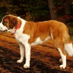 1629121825 806 Saint Bernard