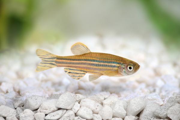 Zebrafish Care - Akvaarion valmistelu