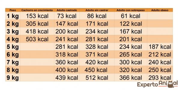 Päivittäinen kissanruoan määrä - Kuinka paljon aikuisen kissan pitäisi syödä?