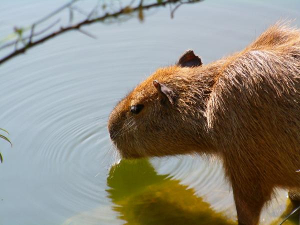 Capybara lemmikkinä - Kotimaisten capybaran terveys