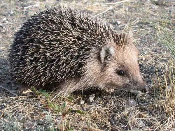 Jauhattujen tyypit - 11. Gobi Hedgehog