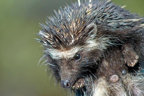 Maa -urchins -tyypit - 8. Etelä -Afrikan siili