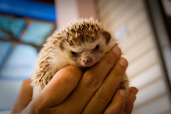 Maa -siilien tyypit - 12. Hug Hedgehog