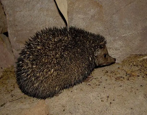 Maa -urchins -tyypit - 10. Intian pitkäkorvainen siili 