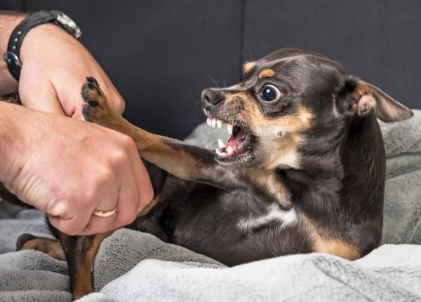 Humanisoidun koiran ominaisuudet - Humanisoidun koiran käyttäytyminen