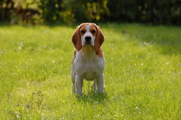 Temppuja beaglen kouluttamiseen - Beaglen luonne