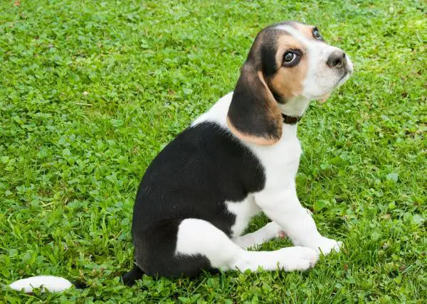 Temppuja beaglen kouluttamiseen - Beagle -pentun oppiminen