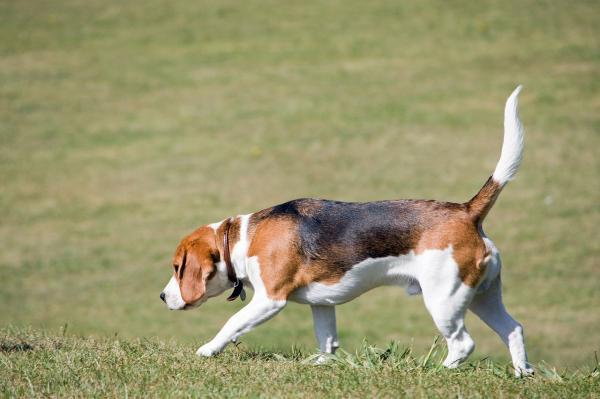 Temppuja beaglen kouluttamiseen - Ongelmia beaglen kouluttamisessa?