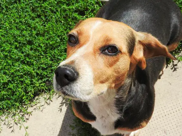 Temppuja beaglen kouluttamiseen - Kuinka kouluttaa beagle