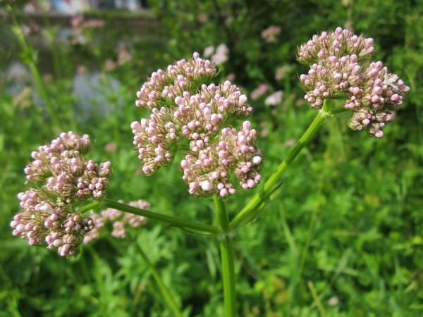 Vältä kissan huimausta autossa - Vakuuta kissa