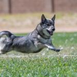 1629140947 103 Ruotsin Vallhund