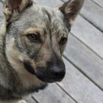 1629140947 42 Ruotsin Vallhund