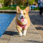 1629149014 165 Walesin corgi Pembroke