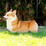 1629149014 309 Walesin corgi Pembroke