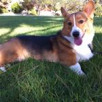 1629149014 367 Walesin corgi Pembroke