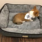 1629149014 599 Walesin corgi Pembroke