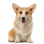 1629149014 815 Walesin corgi Pembroke