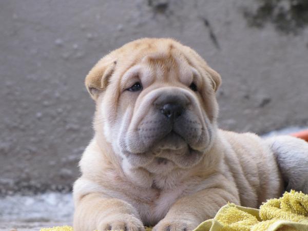 Shar pein yleisimmät sairaudet - pikku kiinalainen