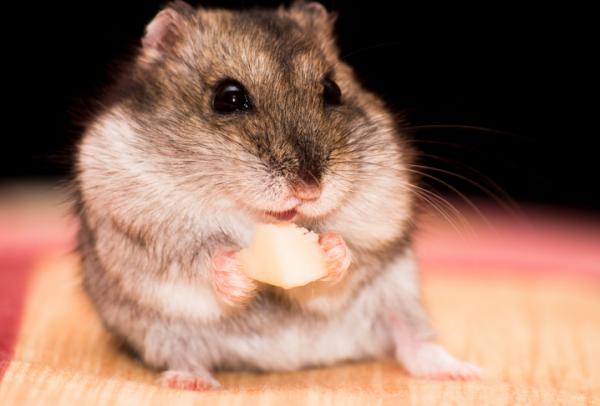 Mitä hamsterit syövät?  - Luettelo hamstereille sopivista elintarvikkeista