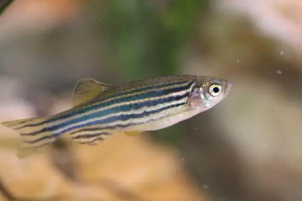 Guppy -yhteensopiva kala - 5. Danio tai seepra