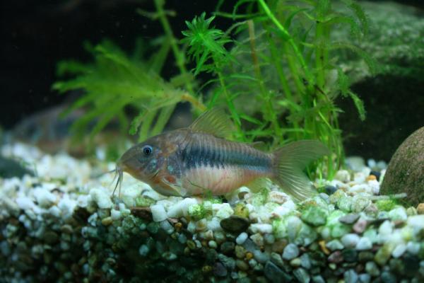 Guppy -yhteensopivat kalat - 1. Corydoras -suku