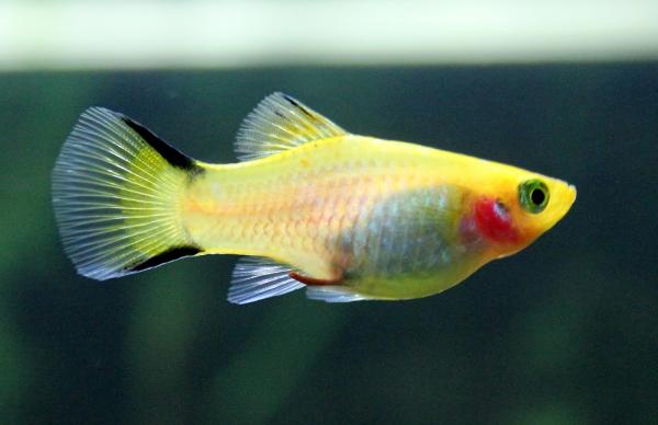 Guppy -yhteensopiva kala - 4. Platy