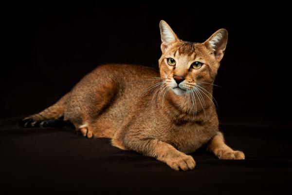 Kissarodut, jotka näyttävät tiikereiltä - 7. Chausie -kissa