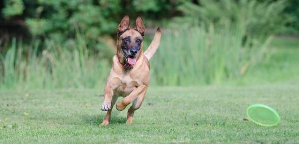 Belgialaisen Malinoisin kouluttaminen - Selkeä mutta rakastava johtajuus