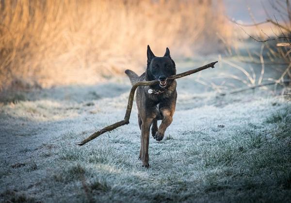 Belgialaisen Malinoisin koulutus - pennuista aikuisiin 