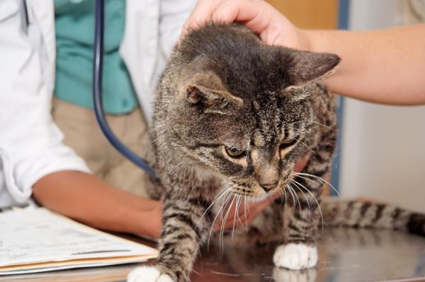 Prednisoni tai prednisoloni kissoille - Annostus, mihin sitä käytetään ja sivuvaikutukset - Prednisonin tai prednisolonin sivuvaikutukset kissoille