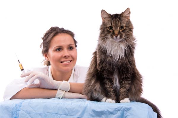 Maine Coon Care - Käy eläinlääkärillä