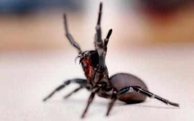 Mikä on maailman myrkyllisin hämähäkki? - 2023