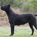 1629196254 892 Presa canario tai dogo canario