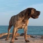 1629196254 909 Presa canario tai dogo canario