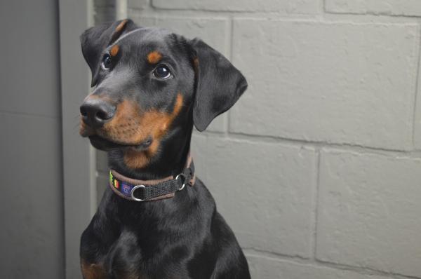 Koira rodut, joilla on eniten terveysongelmia - 10. Dobermanni pinseri