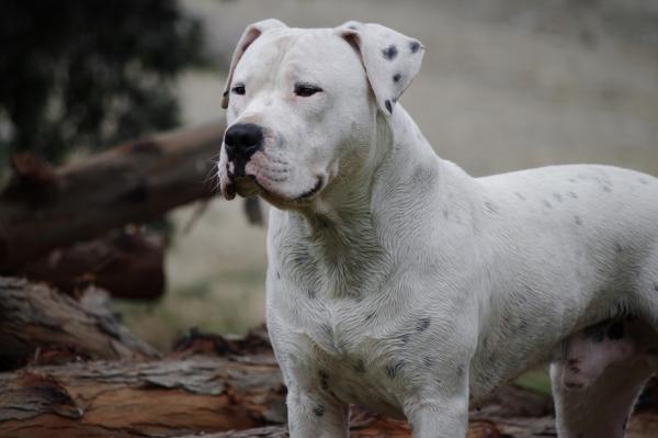 Koirarodut, joilla on eniten terveysongelmia - 9. Dogo Argentino