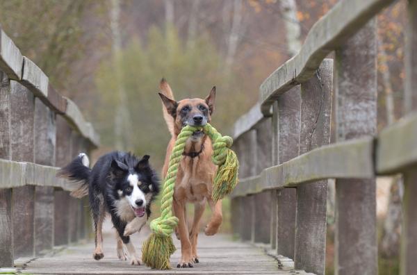 Bordercollie -koirien nimet - naisten nimet