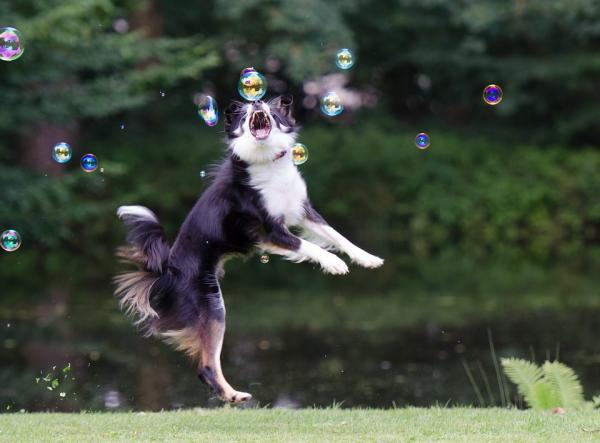 Bordercollie -koiranimet - Bordercollie -koirien miehen nimet 