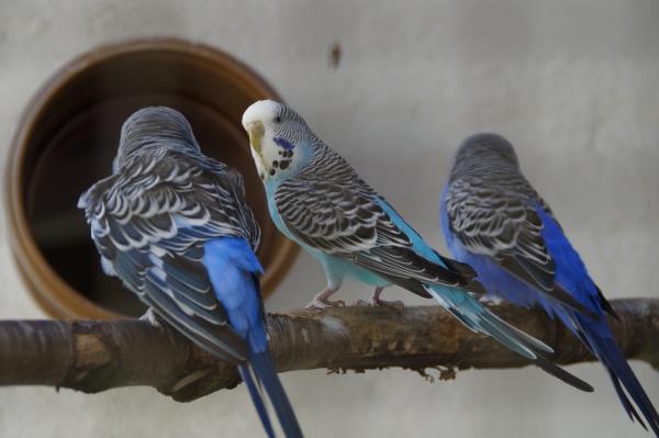 Parakeet -nokan umpeenkasvu - Miksi papukaijan nokka on kasvanut?