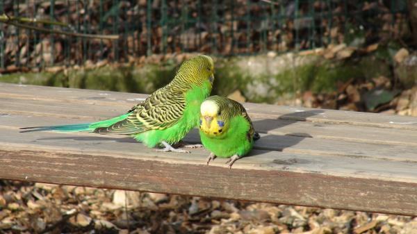 Parakeet -nokan liikakasvu - Kuinka voimme korjata tämän ylikasvuongelman?