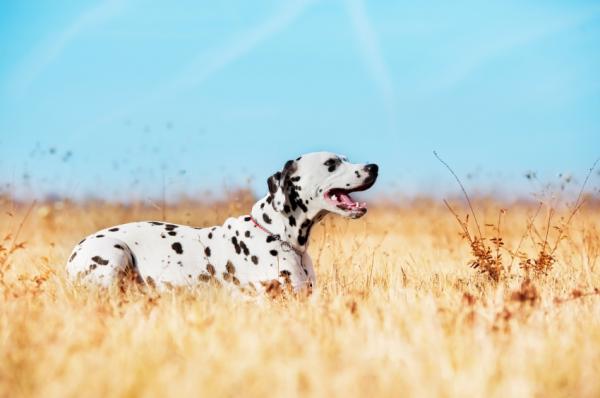 Dalmatialaisten koirien nimet - Kroatian alkuperää olevien dalmatialaisten koirien nimet