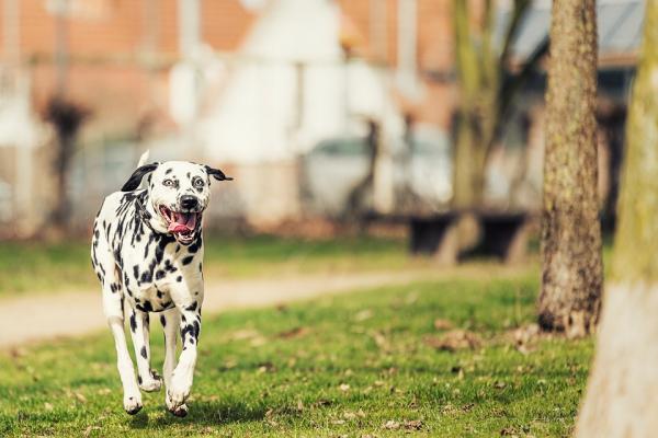 Dalmatiankoirien nimet - muut söpöt nimet naaras- ja urospuolisille dalmatialaisille koirille