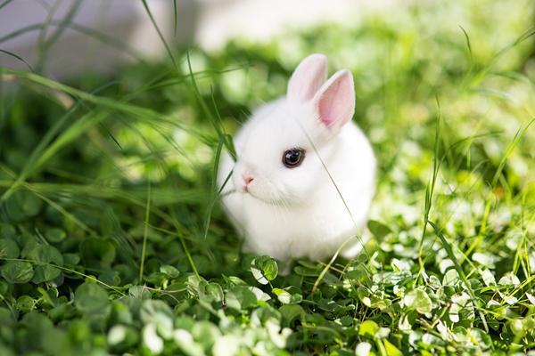 Kani rodut ja niiden ominaisuudet - Lelu tai kääpiö