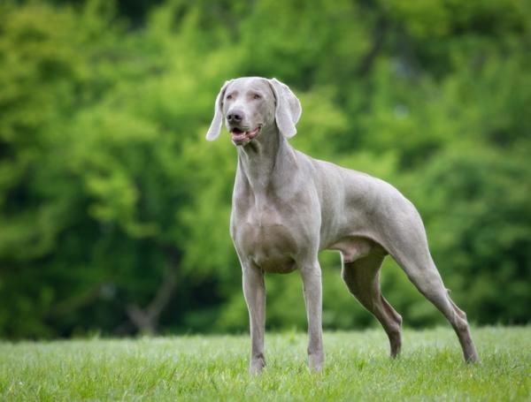 Lyhytkarvaisten koirien tyypit - Weimaraner