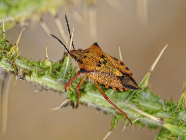 Hyönteistyypit - Ominaisuudet ja nimet - Hemiptera (Hemiptera -tilaus)