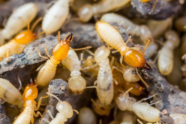 Hyönteistyypit - Ominaisuudet ja nimet - Termiitit (Isoptera -järjestys)