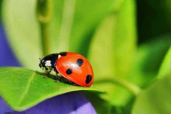 Hyönteistyypit - Ominaisuudet ja nimet - Kovakuoriaiset (Coleoptera -tilaus)