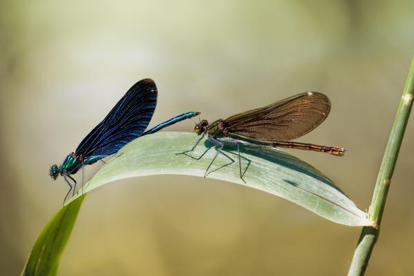 Hyönteistyypit - Ominaisuudet ja nimet - Odonata (Tilaa Odonata)